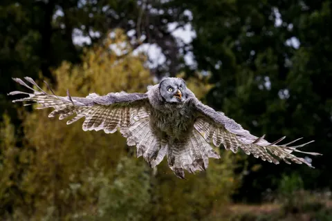 خلفية بومة بدقة 4K · animals · 3840×2560