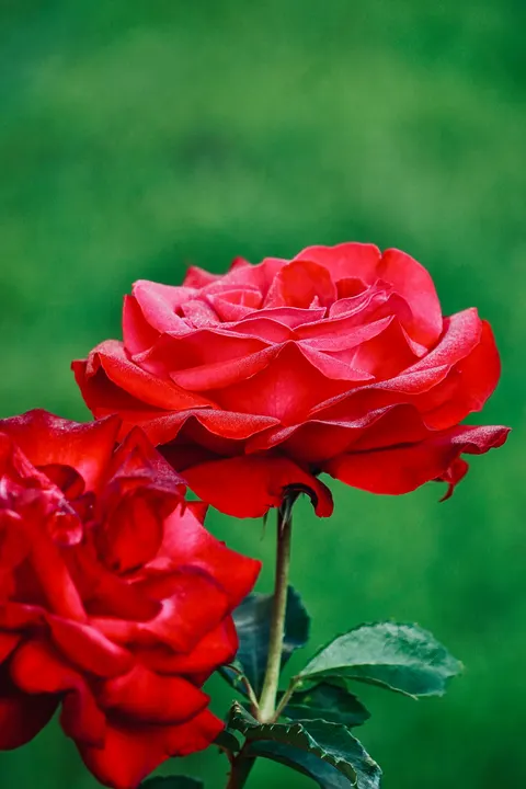 Rose Petals Phone Wallpaper · petals · 1440×2160