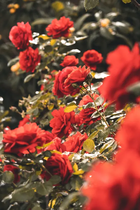 Rose Petals Phone Wallpaper · petals · 1440×2160