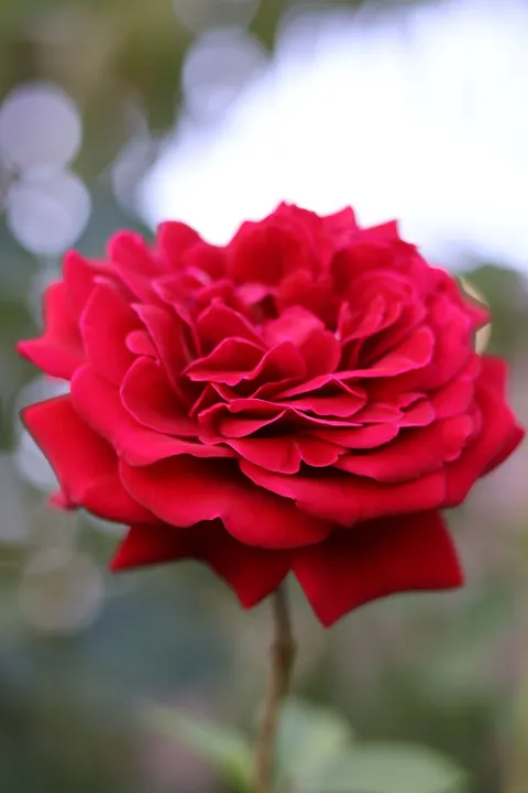 Rose Petals Phone Wallpaper · petals · 1440×2160