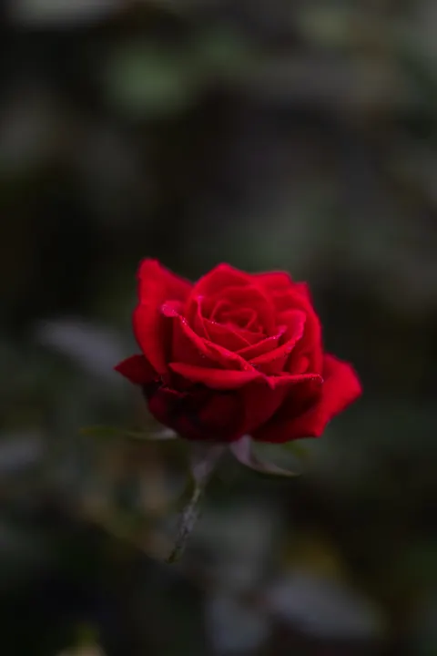 Rose Petals Phone Wallpaper · petals · 1440×2160