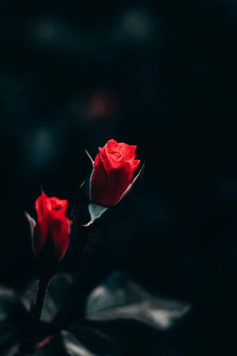 Rose Petals Phone Wallpaper · petals · 1440×2159