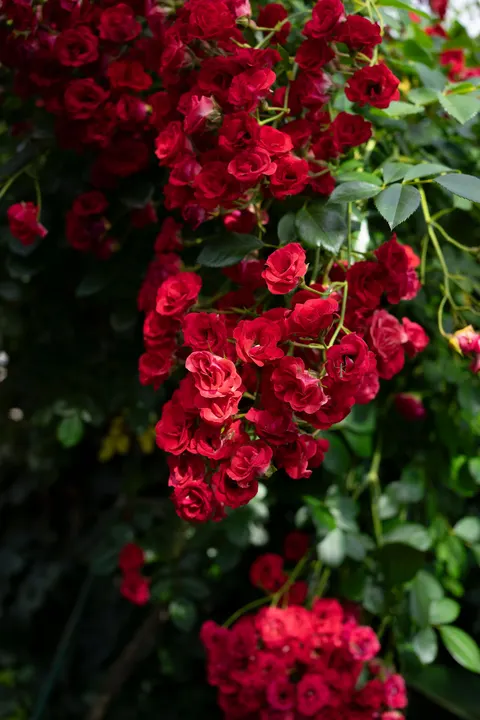 Rose Petals Phone Wallpaper · petals · 1440×2160