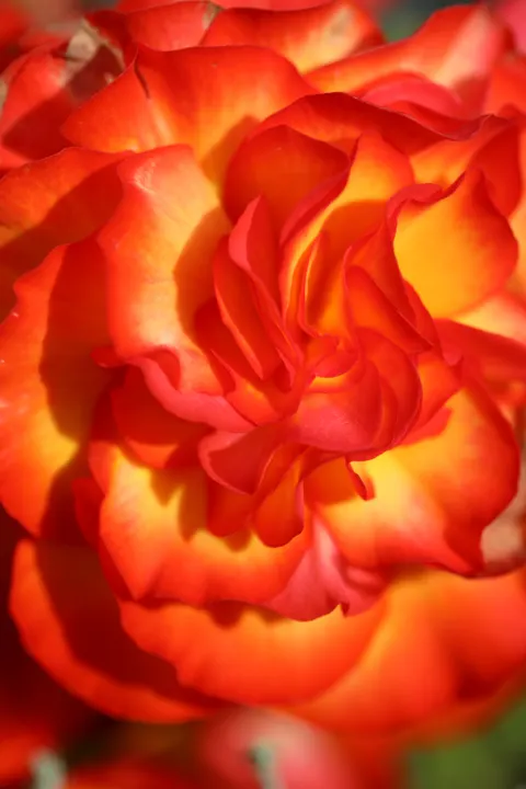 Rose Petals Phone Wallpaper · petals · 1440×2160