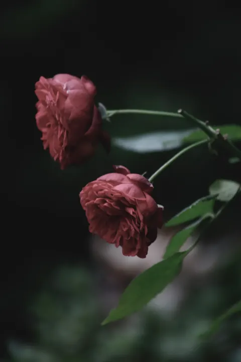 Rose Petals Phone Wallpaper · petals · 1440×2160