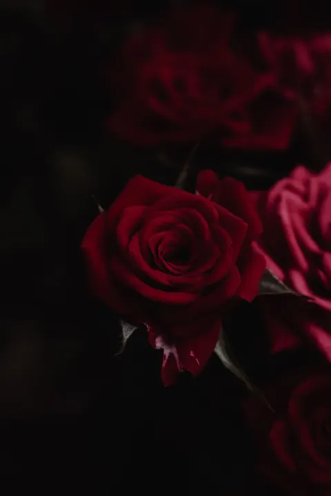 Rose Petals Phone Wallpaper · petals · 1440×2160
