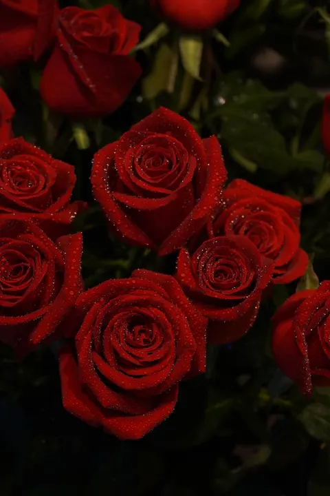 Rose Petals Phone Wallpaper · petals · 1440×2160