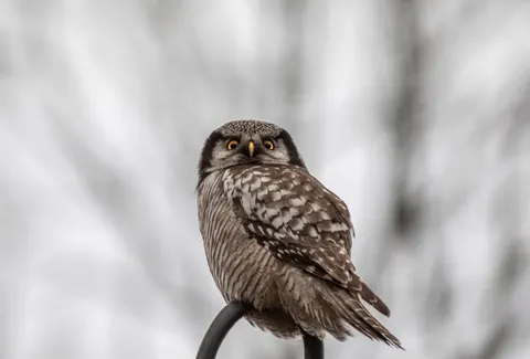 خلفية بومة بدقة 4K · animals · 3840×2600