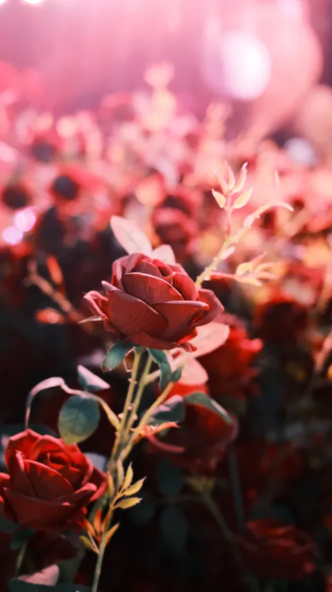 Rose Petals Phone Wallpaper · petals · 1440×2562