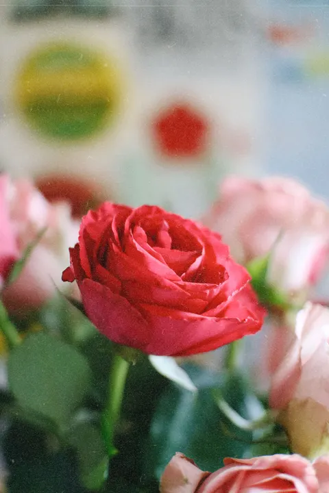 Rose Petals Phone Wallpaper · petals · 1440×2160