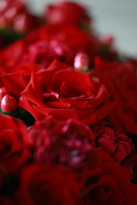 Rose Petals Phone Wallpaper · petals · 1440×2160