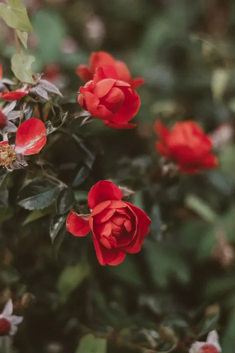 Fond d'écran mobile Pétales de Rose · petals · 1440×2160