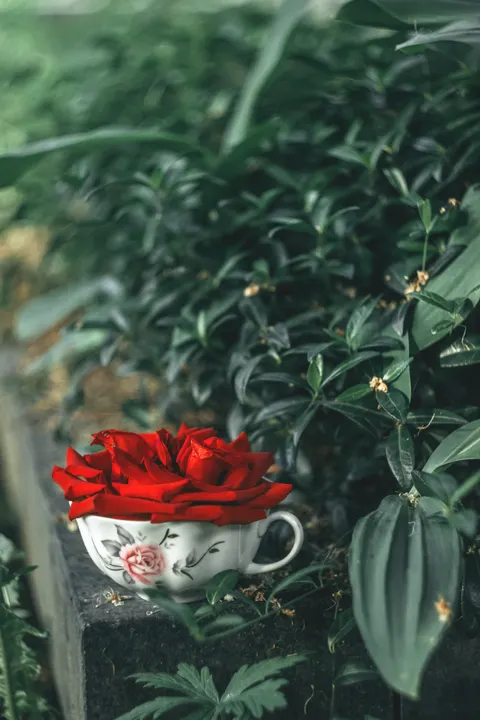 Rose Petals Phone Wallpaper · petals · 1440×2160