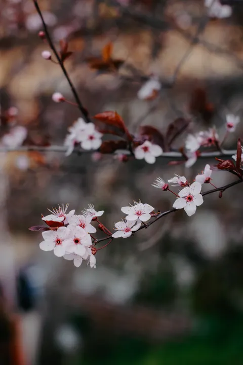 Sakura Branch Phone Wallpaper · petals · 1440×2160