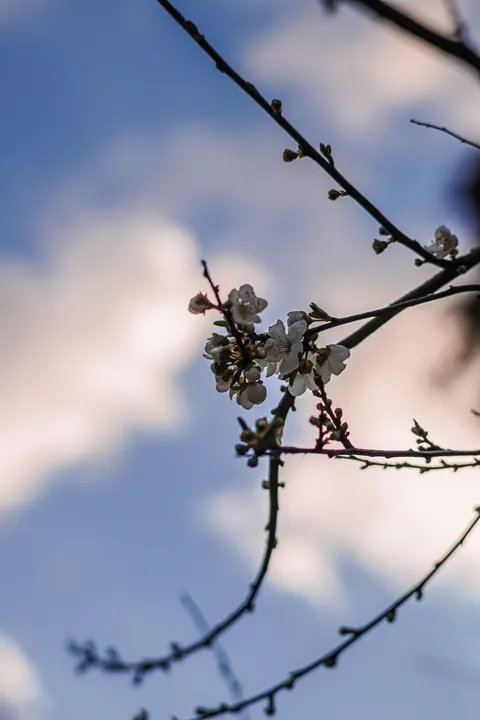 Sakura Branch Phone Wallpaper · petals · 1440×2160
