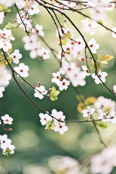 Sakura Branch Phone Wallpaper · petals · 1440×2160