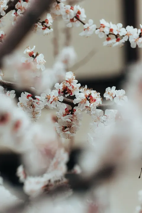 Sakura Branch Phone Wallpaper · petals · 1440×2160