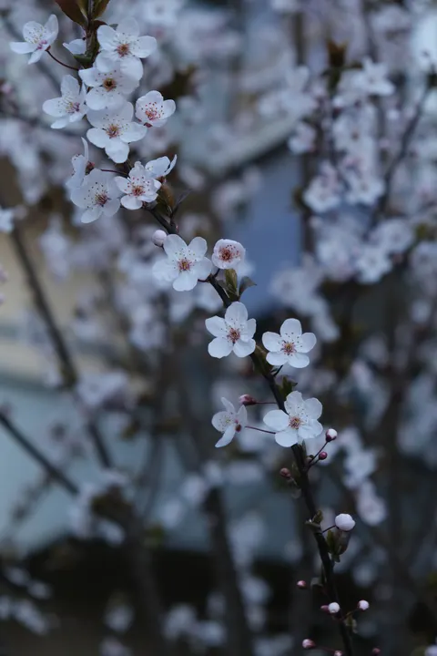 Sakura Branch Phone Wallpaper · petals · 1440×2160