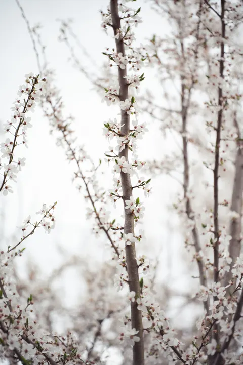 Sakura Branch Phone Wallpaper · petals · 1440×2164