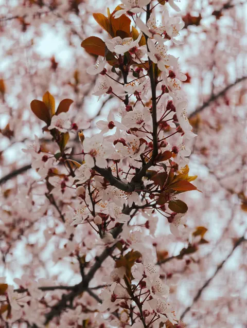Sakura Branch Phone Wallpaper · petals · 1440×1913