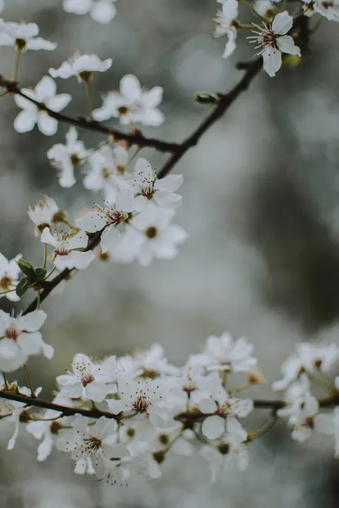 Cành Anh Đào Hình Nền Điện Thoại · petals · 1440×2160