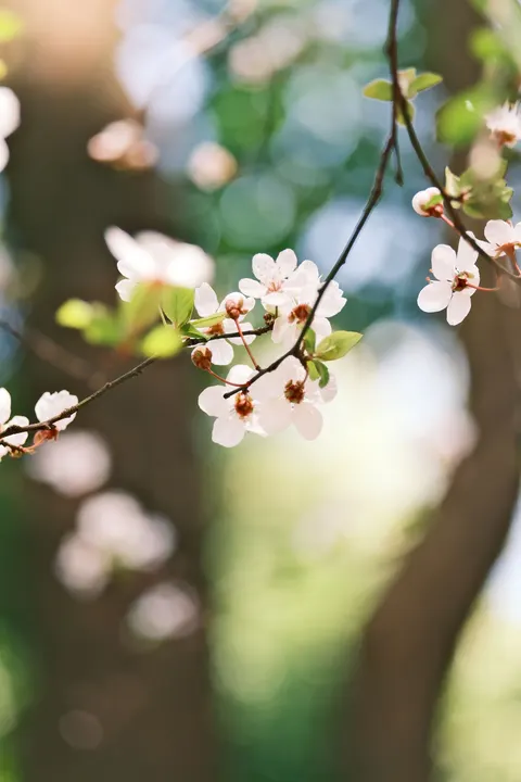 Sakura Branch Phone Wallpaper · petals · 1440×2160