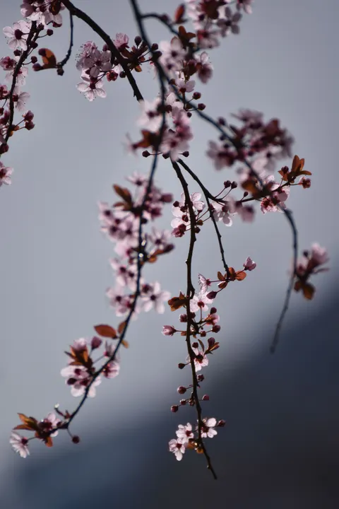 Sakuratak Telefoon Achtergrond · petals · 1440×2160