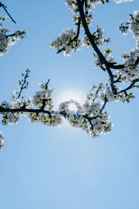 Sakura Branch Phone Wallpaper · petals · 1440×2160