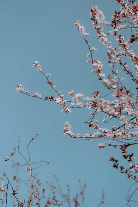 Sakura Branch Phone Wallpaper · petals · 1440×2160