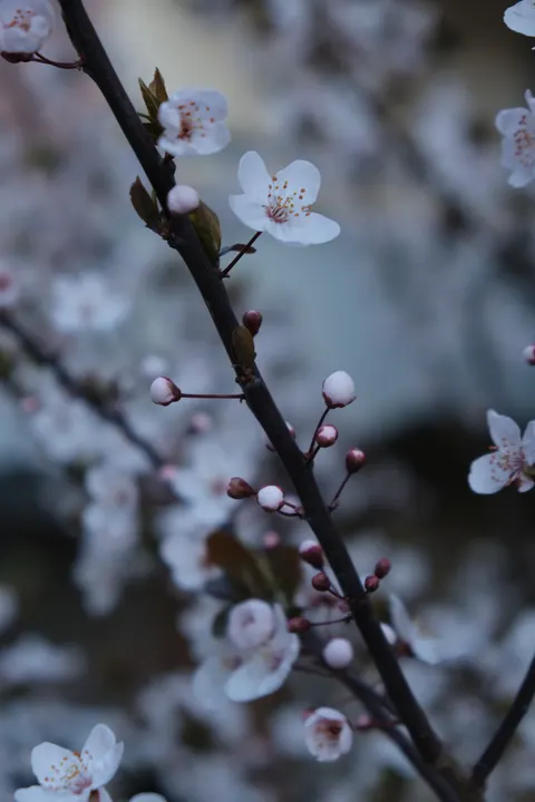 Sakuratak Telefoon Achtergrond · petals · 1440×2160