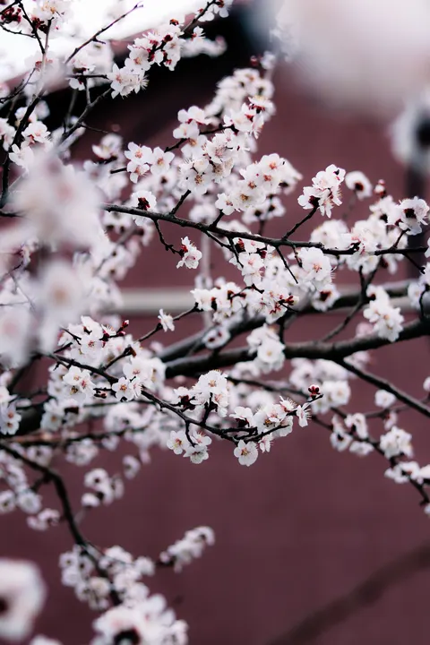 Sakura Branch Phone Wallpaper · petals · 1440×2160