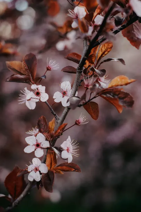Sakura Branch Phone Wallpaper · petals · 1440×2160