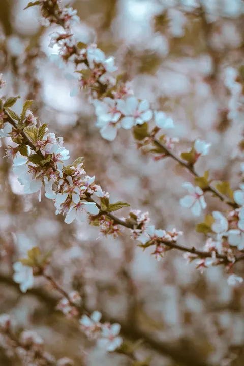 شاخه شکوفه گیلاس والپیپر موبایل · petals · 1440×2160