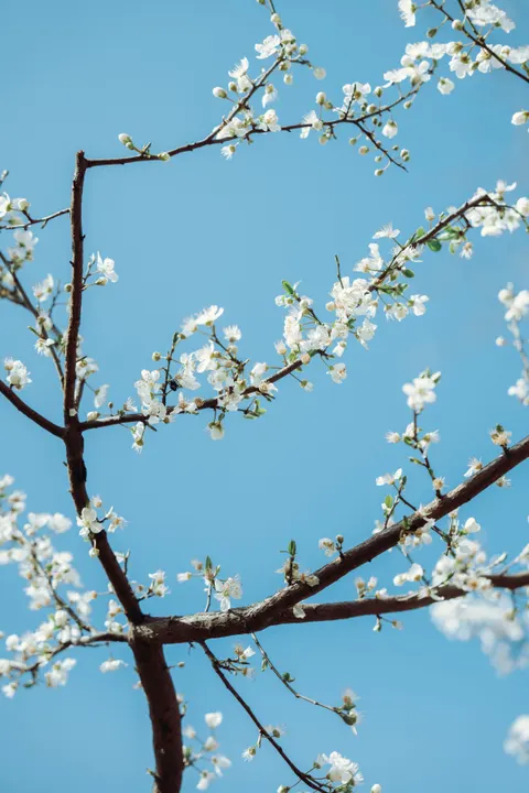 Sakura Branch Phone Wallpaper · petals · 1440×2160