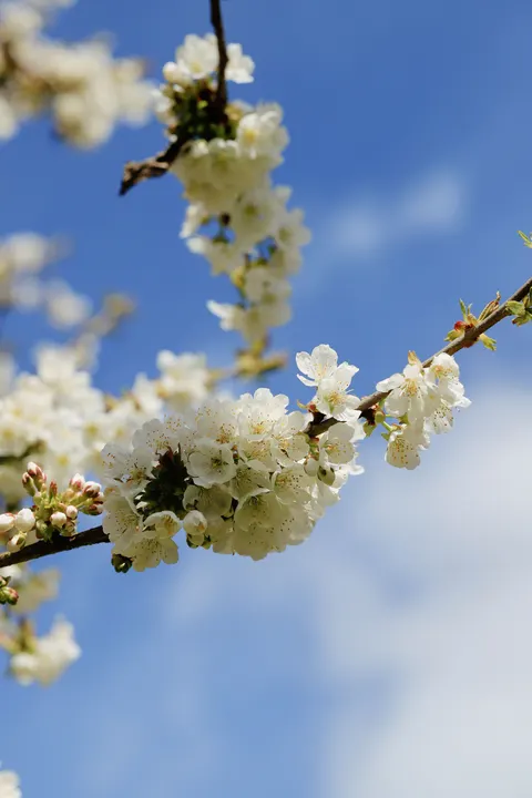 Sakura Branch Phone Wallpaper · petals · 1440×2160