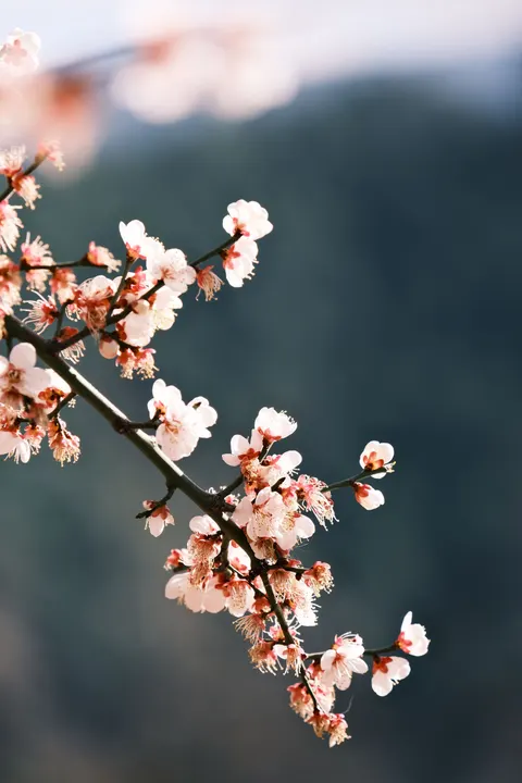 Sakura Branch Phone Wallpaper · petals · 1440×2160