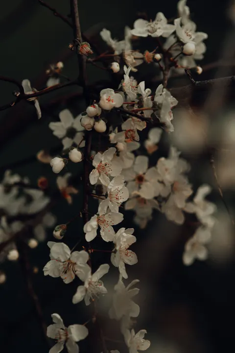 Sakura Branch Phone Wallpaper · petals · 1440×2160