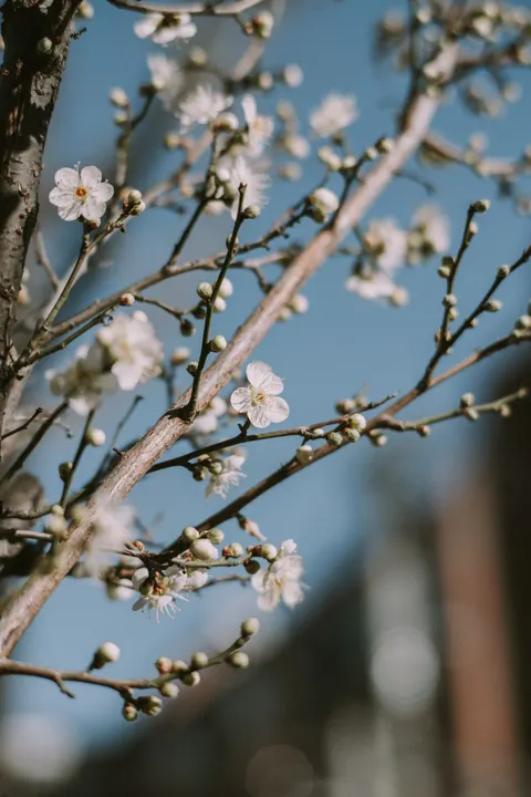 Sakura Branch Phone Wallpaper · petals · 1440×2160