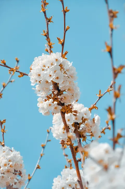 Sakura Branch Phone Wallpaper · petals · 1440×2168