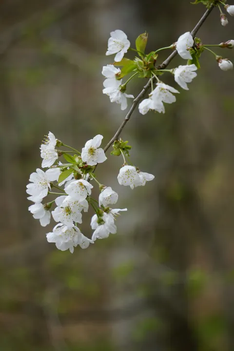 Sakura Branch Phone Wallpaper · petals · 1440×2160
