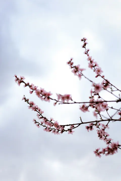 Sakura Branch Phone Wallpaper · petals · 1440×2160