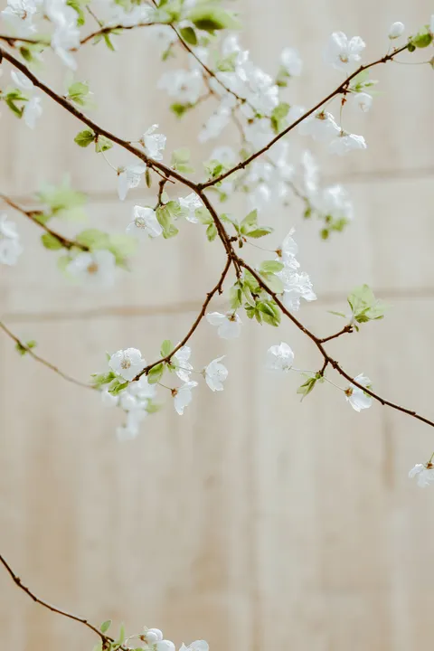 Sakura Branch Phone Wallpaper · petals · 1440×2160