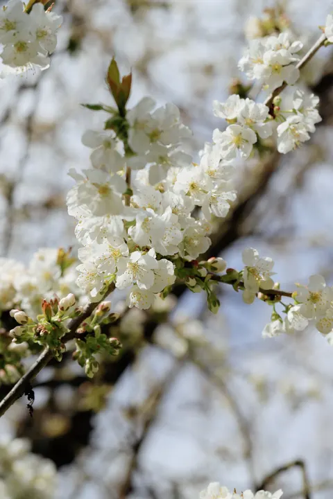 Sakura Branch Phone Wallpaper · petals · 1440×2160