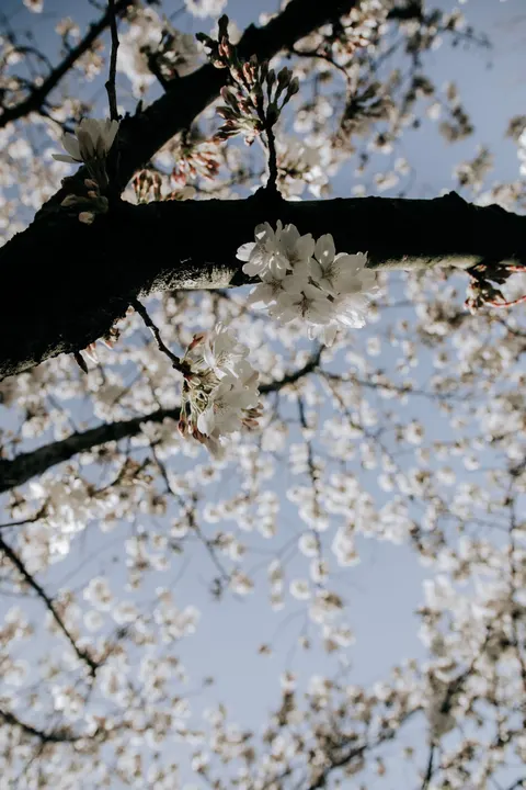 Sakura Branch Phone Wallpaper · petals · 1440×2160