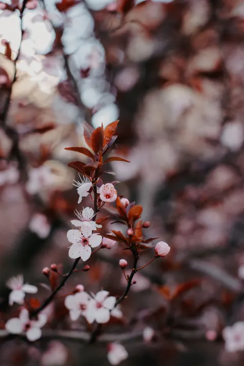 شاخه شکوفه گیلاس والپیپر موبایل · petals · 1440×2160