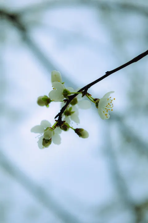 Ranting Sakura Wallpaper HP · petals · 1440×2160