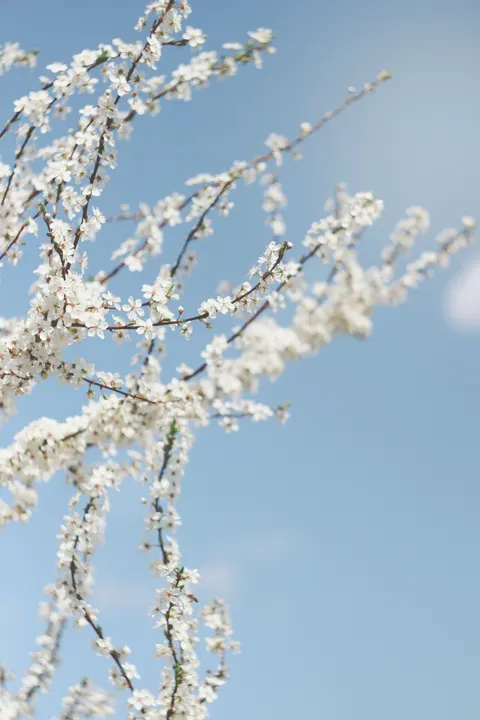 Sakura Branch Phone Wallpaper · petals · 1440×2160