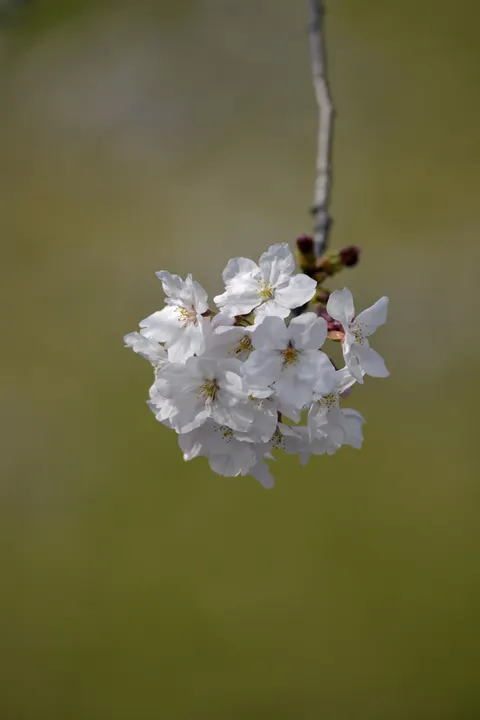 Sakura Branch Phone Wallpaper · petals · 1440×2160