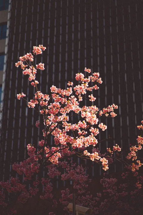 Sakura Branch Phone Wallpaper · petals · 1440×2160