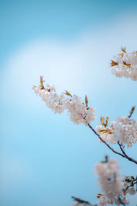 Sakura Branch Phone Wallpaper · petals · 1440×2157